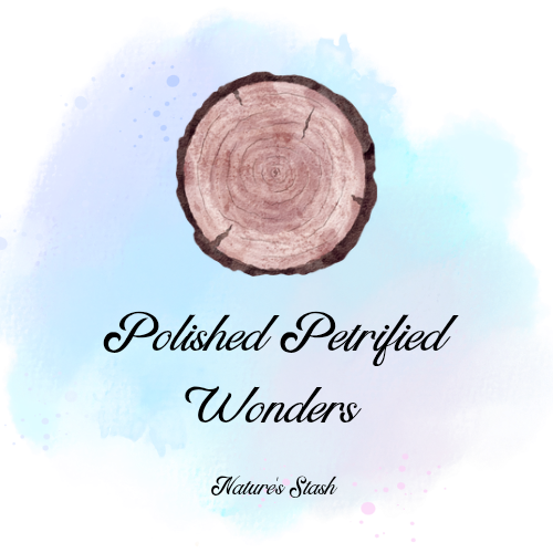 Polished Petrified wonders