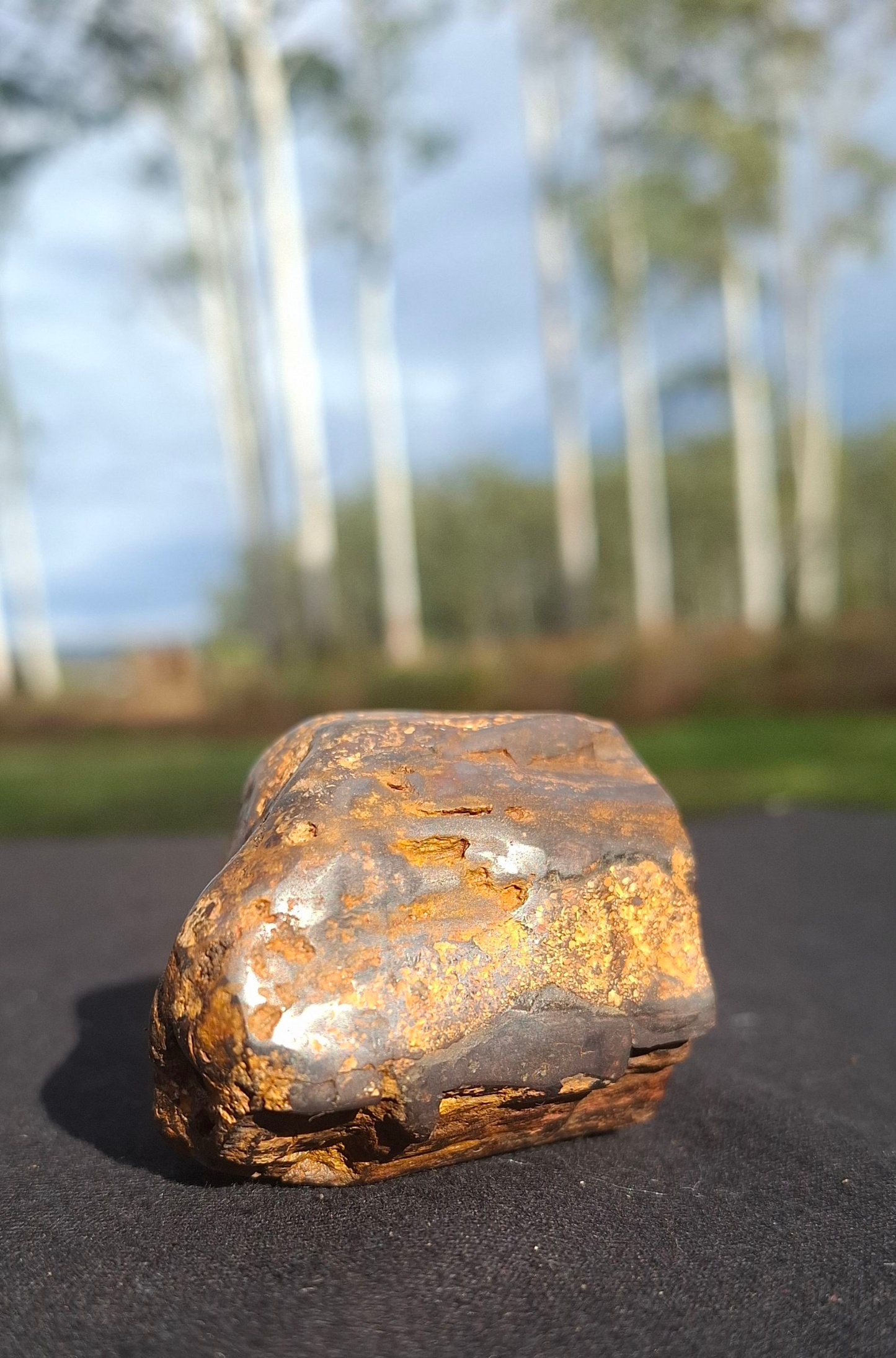 Hand-Cut & Polished Petrified Wood | Fossil Stone from Australia