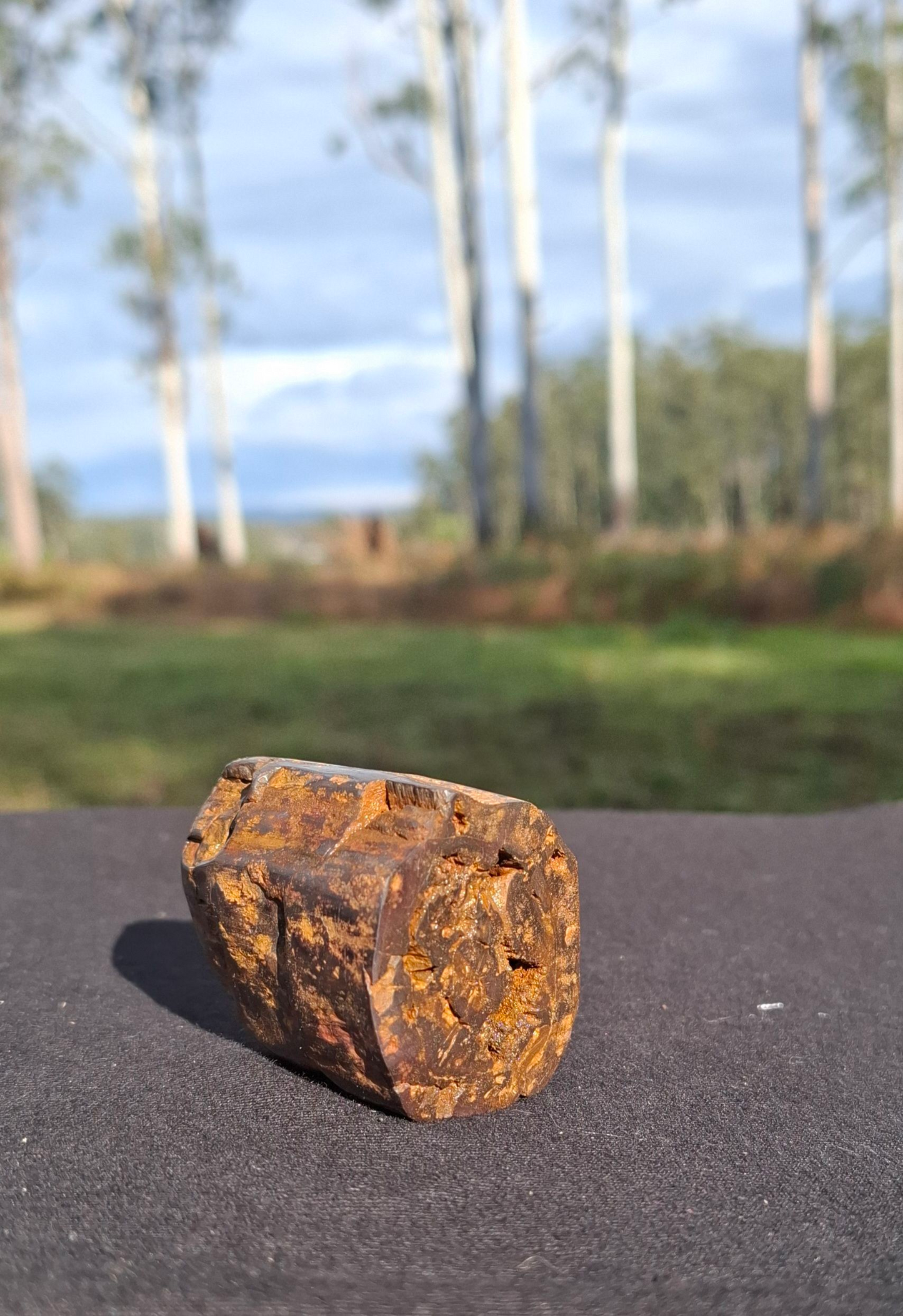 Hand-Cut & Polished Petrified Wood | Fossil Stone from Australia